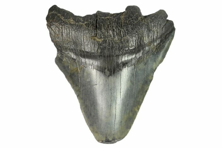 Bargain, Fossil Megalodon Tooth - South Carolina #124753